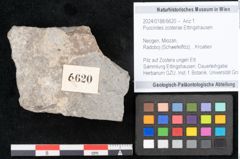 Foto (Objekt + Etikett) von Puccinites zosterae Ettingshausen (NHMW-GEO-2024-0188-6620)